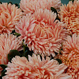 Астра низкорослая Лососевый ковер