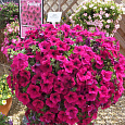 Петуния Фриллитуния роз