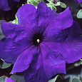 Петуния крупноцветковая Танго Синяя