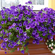 Петуния ампельная Опера Блю