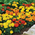 Бархатцы отклоненные Русский Размер F1, смесь