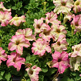 Петуния грандифлора Софистика Антик Шейдес