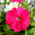 Петуния крупноцветковая Танго Ярко-розовая