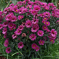 Астра кустарниковая Дженни