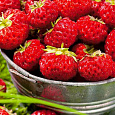 Земляника (Клубника) садовая Мице Шиндлер