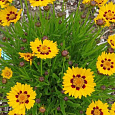 Кореопсис Санфайр