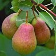 Груша плодовая Гера