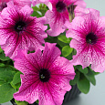 Петуния крупноцветковая Танго Розовая с малиновыми жилками