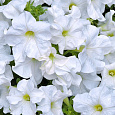 Петуния грандифлора Аладдин Белая