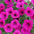 Петуния ампельная Эксплорер Парпл
