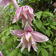 Клематис (Ломонос) гибридный Pink Dream
