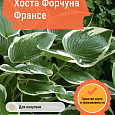 Хоста Форчуна Франсе Хоста Форчуна Франсе