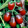 Томат Черный мавр