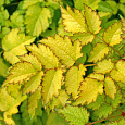 Астильба китайская Color Flash Lime Астильба китайская Color Flash Lime
