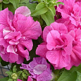 Петуния махровая	Дабл каскад пинк