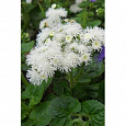Агератум Белый шар