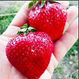 Земляника садовая Румба