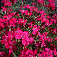 Гвоздика травянка Leuchtfunk
