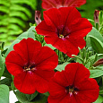 Петуния каскадная Пикобелла Каскад Ред