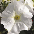 Петуния крупноцветковая Танго Белая