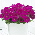 Петуния миллифлора Пикобелла Кармин
