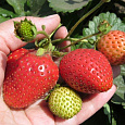 Земляника (Клубника) Русский Размер F1 Земляника (Клубника) Русский Размер F1
