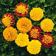 Бархатцы отклоненные махровые Бой смесь