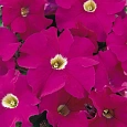 Петуния грандифлора Аладдин Неон