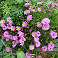 Астра кустарниковая Rosenwichtel