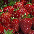 Земляника садовая Верити