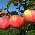 Яблоня Услада